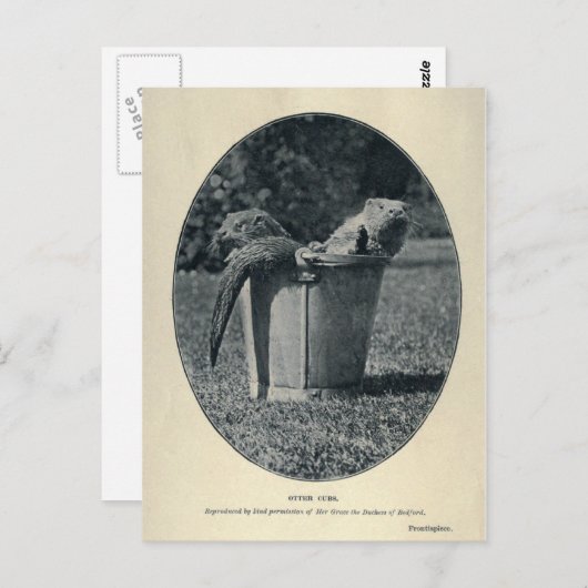 Carte Postale Cubes Otter (Devant / Derrière)