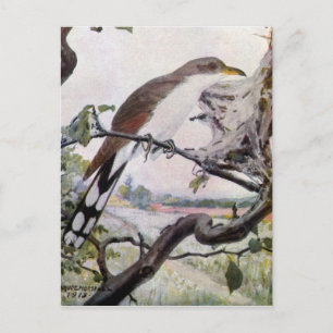Carte Postale Cuckoo à bec jaune et chenilles