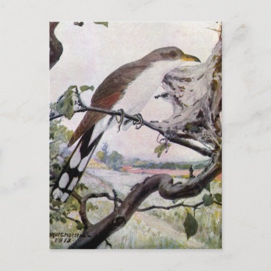 Carte Postale Cuckoo à bec jaune et chenilles (Devant)