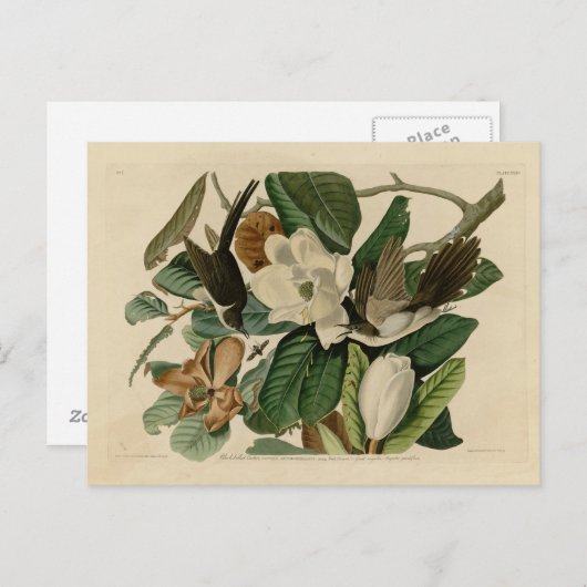 Carte Postale Cuckoo à bec noir (Devant / Derrière)