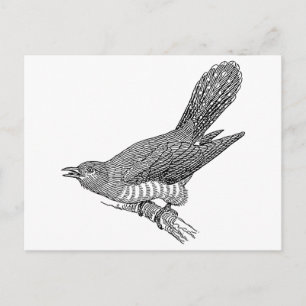 Carte Postale Cuckoo Bird Art