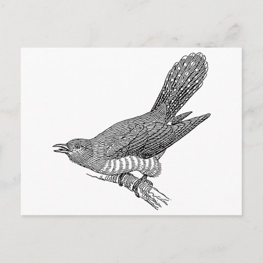 Carte Postale Cuckoo Bird Art (Devant)