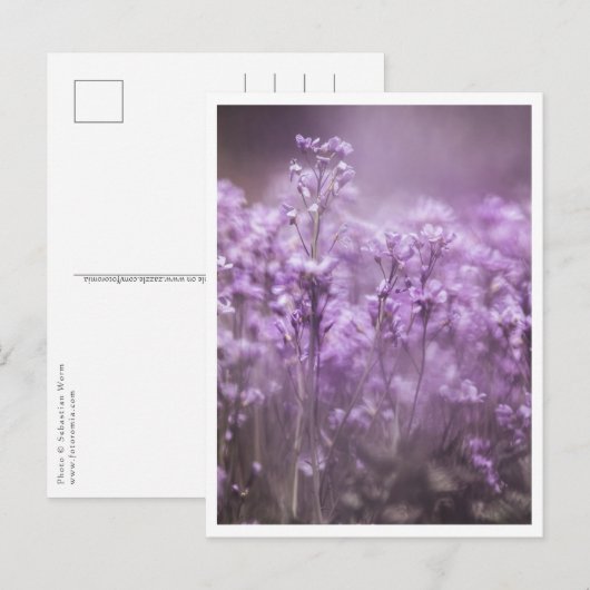 Carte Postale Cuckoo Flower Nature Photo (Devant / Derrière)