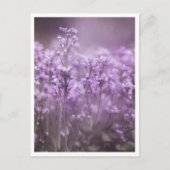 Carte Postale Cuckoo Flower Nature Photo (Devant)