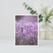 Carte Postale Cuckoo Flower Nature Photo (Debout devant)