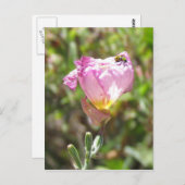 Carte postale - Cucumber Beetle (Devant / Derrière)