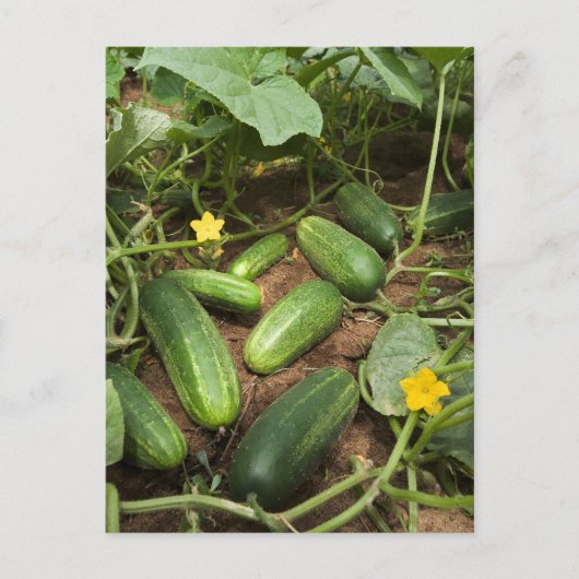 Carte Postale Cucumbers (Devant)