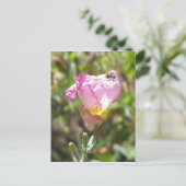 Carte postale - Cucurbitacée (Debout devant)