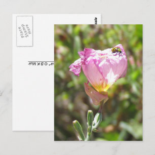 Carte postale - Cucurbitacée