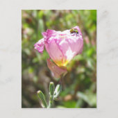 Carte postale - Cucurbitacée (Devant)