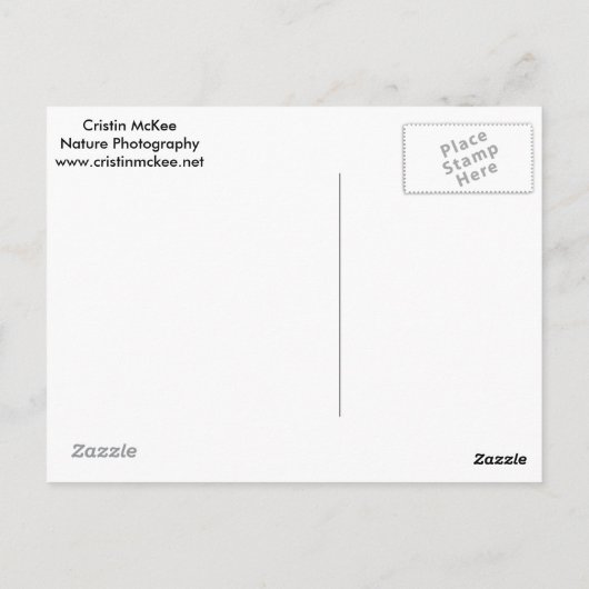 Carte Postale Cuddle léopard des neiges (Dos)