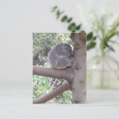 Carte Postale Cuddly Koala (Debout devant)