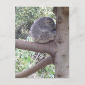 Carte Postale Cuddly Koala (Devant)