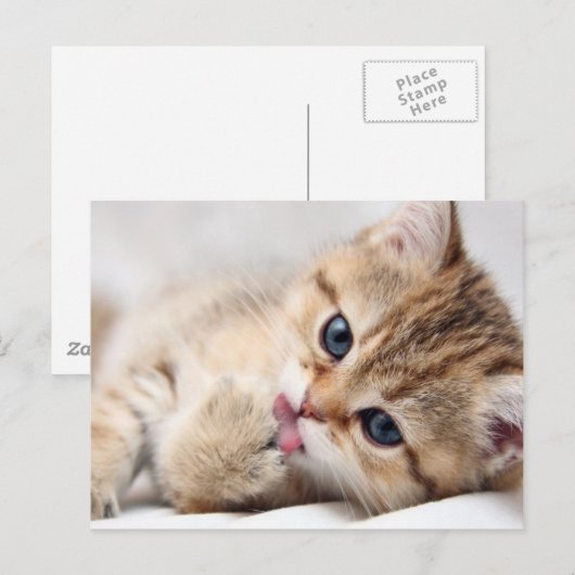 CARTE POSTALE CUISINE (Devant / Derrière)