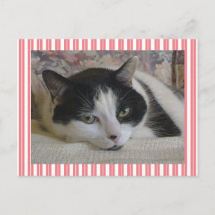 Carte Postale Cuisine Blanc Noir Chat Frappes Rose