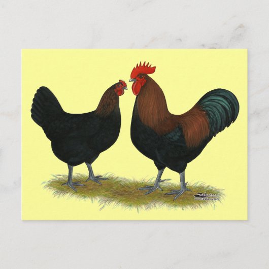 Carte Postale Cuivre noir des Marans (Devant)