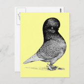 Carte Postale Culbuteur andalou (Devant / Derrière)