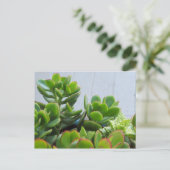 Carte Postale Cultivé dans un pot en céramique Oxnard...Californ (Debout devant)