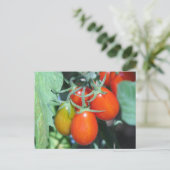 Carte Postale Cultiver des tomates (Debout devant)
