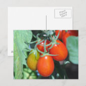 Carte Postale Cultiver des tomates (Devant / Derrière)