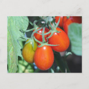 Carte Postale Cultiver des tomates