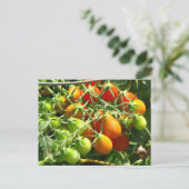 Carte Postale Cultiver des tomates (Debout devant)