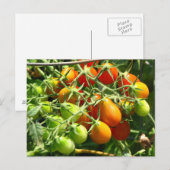 Carte Postale Cultiver des tomates (Devant / Derrière)