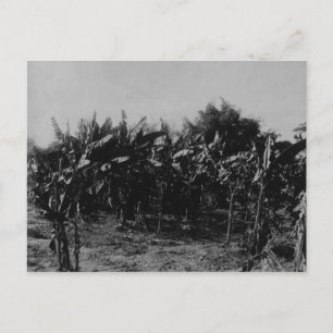 Carte Postale Culture de la banane, Trinidad, c.1891