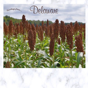 Carte Postale Cultures de sorgho dans le Delaware
