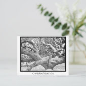 Carte Postale Cumberland Island, GA (Debout devant)