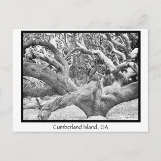 Carte Postale Cumberland Island, GA