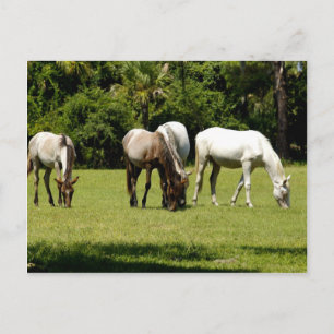 Carte Postale Cumberland sauvage 3