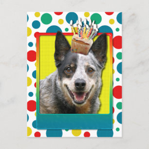Carte Postale Cupcake d'anniversaire - Chien de bétail australie