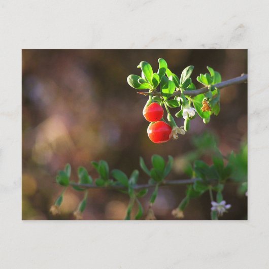 Carte postale Cuple Couple Berries (Devant)