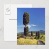 Carte Postale (cupressus sempervirens) - Europe, Italie, (Devant / Derrière)