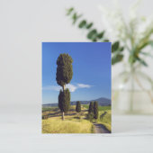 Carte Postale (cupressus sempervirens) - Europe, Italie, (Debout devant)