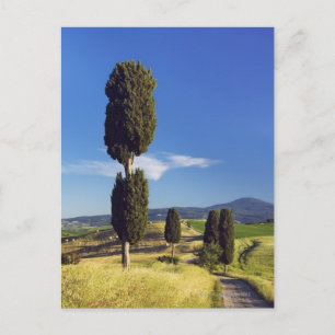 Carte Postale (cupressus sempervirens) - Europe, Italie,