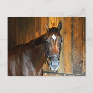 Carte Postale Curalina