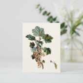 Carte Postale Curateur blanc (Debout devant)