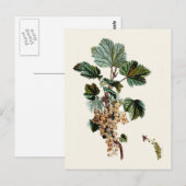 Carte Postale Curateur blanc (Devant / Derrière)