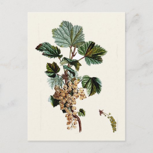 Carte Postale Curateur blanc (Devant)