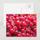 Carte Postale Curateur rouge (Devant / Derrière)