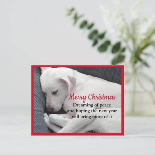 Carte Postale Cure paisible dormant blanc Chien Chien Chien Chie (Debout devant)