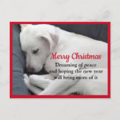 Carte Postale Cure paisible dormant blanc Chien Chien Chien Chie (Devant)