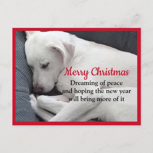 Carte Postale Cure paisible dormant blanc Chien Chien Chien Chie (Devant)