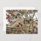 Carte Postale Curieuses owley (Devant / Derrière)