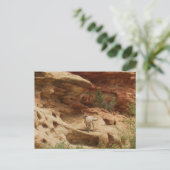 Carte Postale Curieux... (Debout devant)