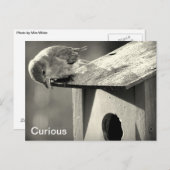 Carte Postale Curieux (Devant / Derrière)