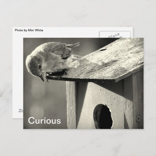 Carte Postale Curieux (Devant / Derrière)