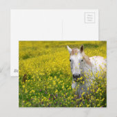 Carte Postale Curieux (Devant / Derrière)